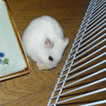 高野豆腐を食べているアイ