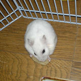 乾燥バナナを食べるアイ