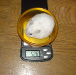 体重は減少です