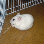 乾燥りんごチップを下に敷きながら食べるアイ