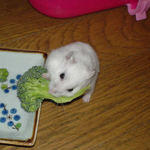 ブロッコリーに齧り付くアイ