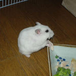 珍しく、ささみにも食いついています。