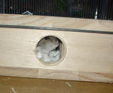 入り口から顔をだすユウキ