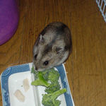 ブロッコリーを食べるユウキ