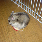 乾燥りんごチップを食べるユウキ