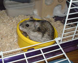 エサ入れに入り込むしんのすけくん