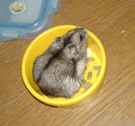 エサ入れでたたずむしんのすけくん