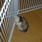 ケージカジカジでアピール中のしんのすけくん
