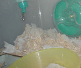 巣材はアイの寝床に変わっていました