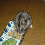 乾燥野菜にかじりつくしんのすけくん