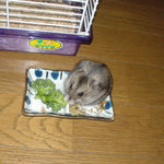 ブロッコリーにもかじりついています