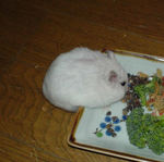 寝起きですが、食欲は旺盛