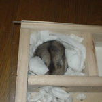 ユウキも眠っておりました