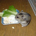 貯蓄していた蕎麦の実だけど食べています。