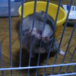 なぜか、サークルカジカジを続けています