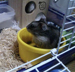 エサ入れの中でボーッとしています