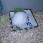 キャベツを食べるアイ