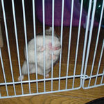 猛烈カジカジ中のユウキ