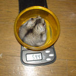 体重、少し減りました