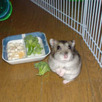 カメラが気になったのかこちらを見ています