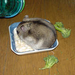 コメコメポップにかじりついています