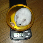 アイの体重は減っていました