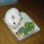 コメコメポップにかじりつくアイ