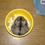 エサ入れに入っているしんのすけくん