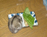 なぜか、乾燥野菜から食べ始めるしんのすけくん