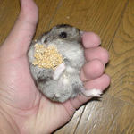 しんのすけくんの腹出し食い