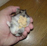 ユウキも粟の穂腹出し食いです。