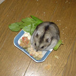 残った、粟の穂を食べています