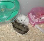 交尾直後の二匹