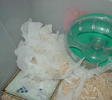 ケージの角にティッシュを集めて眠っていました。