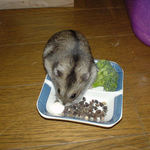 蕎麦の実を取り込み中のユウキ