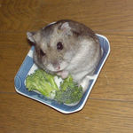 ブロッコリーを食べつつカメラ目線