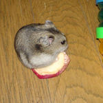 乾燥りんごチップを食べるユウキ