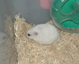 床材を掘り掘り中