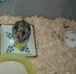 アイに出したブロッコリーを食べています