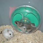 アイの回し車を回しているしんのすけくん