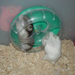 しんのすけくんが入っているのに回そうとするアイ