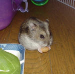 蒸し大豆を食べるユウキ