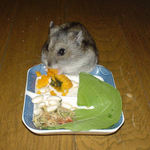 かぼちゃもおいしそうに食べています