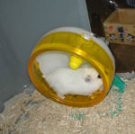 サイレントホイールを回しています