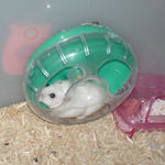 ドーナツ車輪を回しています