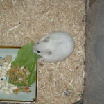 青梗菜にかじりつくアイ