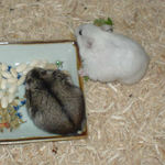 青梗菜を食べるしんのすけくん