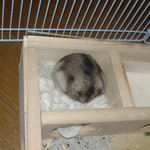 寝室に篭って毛づくろい中のユウキ