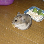 乾燥バナナチップを食べるユウキ