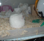 元気に動き回っているアイ